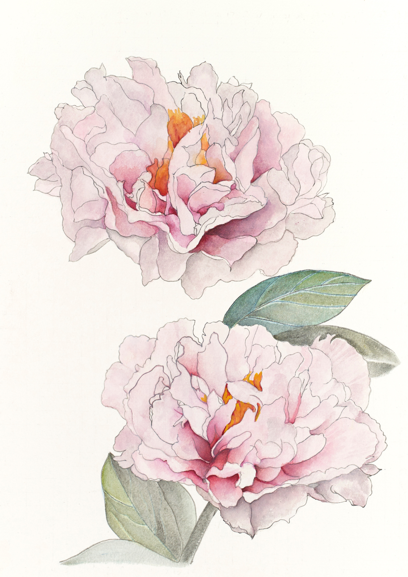 A botanical study of Paeonia 'Blushing Princess', capturing the delicate blush colouring, elegant semi-double flowers and refined beauty of this celebrated intersectional peony.