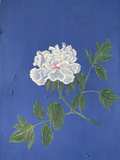 A contemporary floral painting of a white tree peony on a blue background, celebrating the flower's luminous beauty, graceful form and timeless appeal.