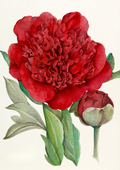 A botanical study of Paeonia 'Christmas Velvet', capturing the rich crimson blooms and velvety elegance of this celebrated herbaceous peony.