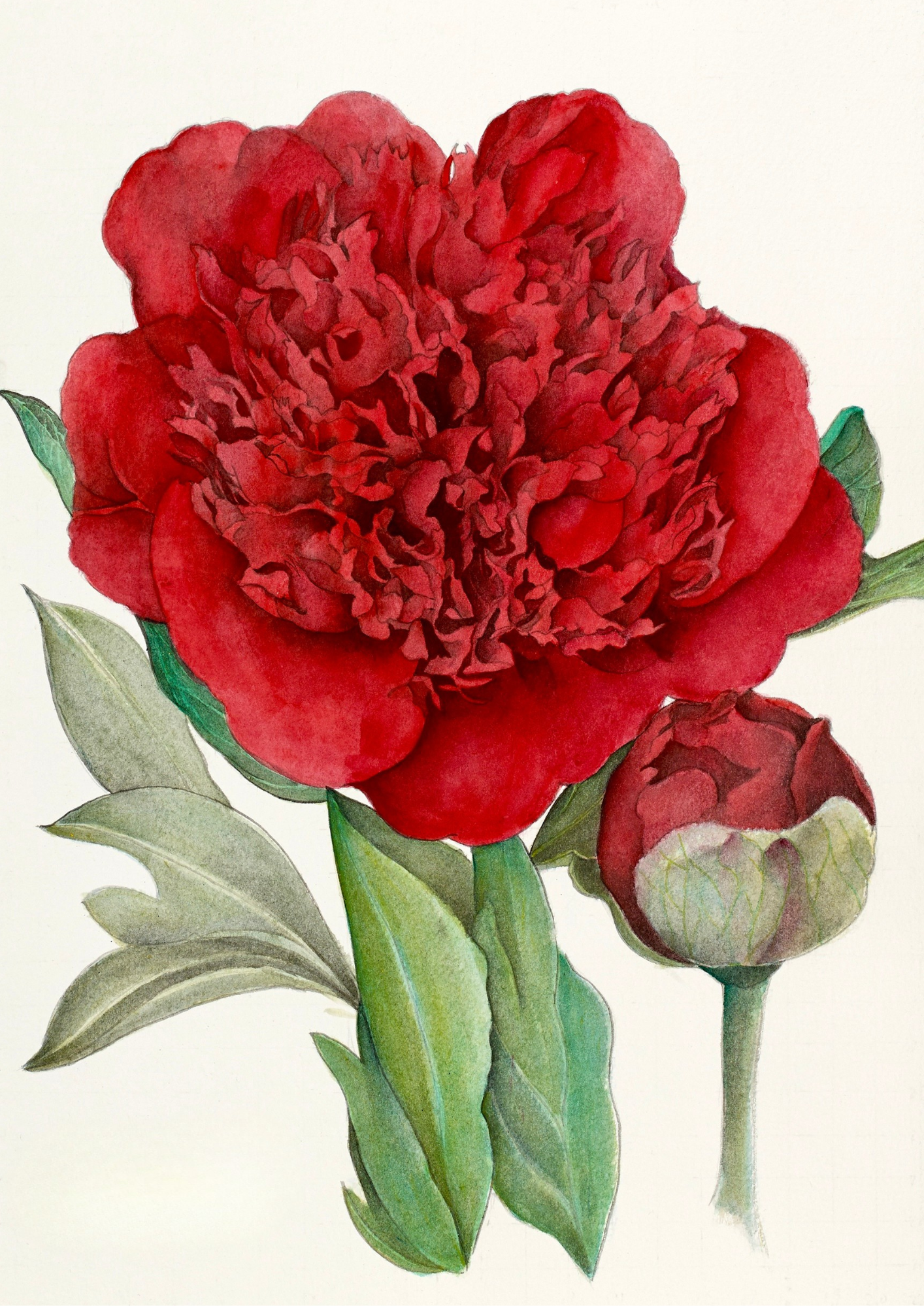 A botanical study of Paeonia 'Christmas Velvet', capturing the rich crimson blooms and velvety elegance of this celebrated herbaceous peony.