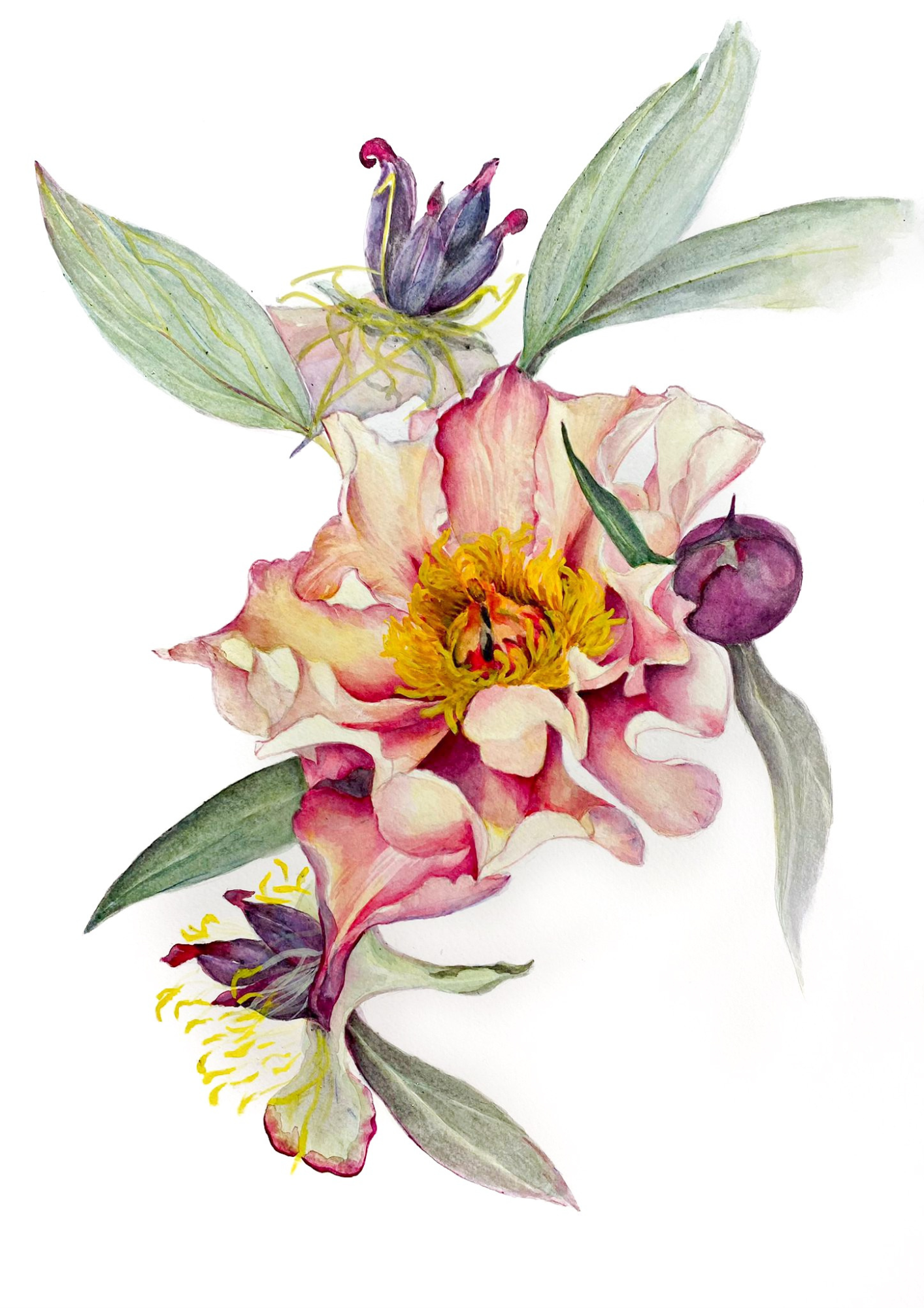A botanical study of Paeonia 'Court Jester', capturing the elegant structure and remarkable colour transformation of one of the world's finest intersectional peonies.