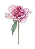 A botanical study of Paeonia 'Do Tell', celebrating the elegant Japanese flower form and refined beauty of this classic herbaceous peony.