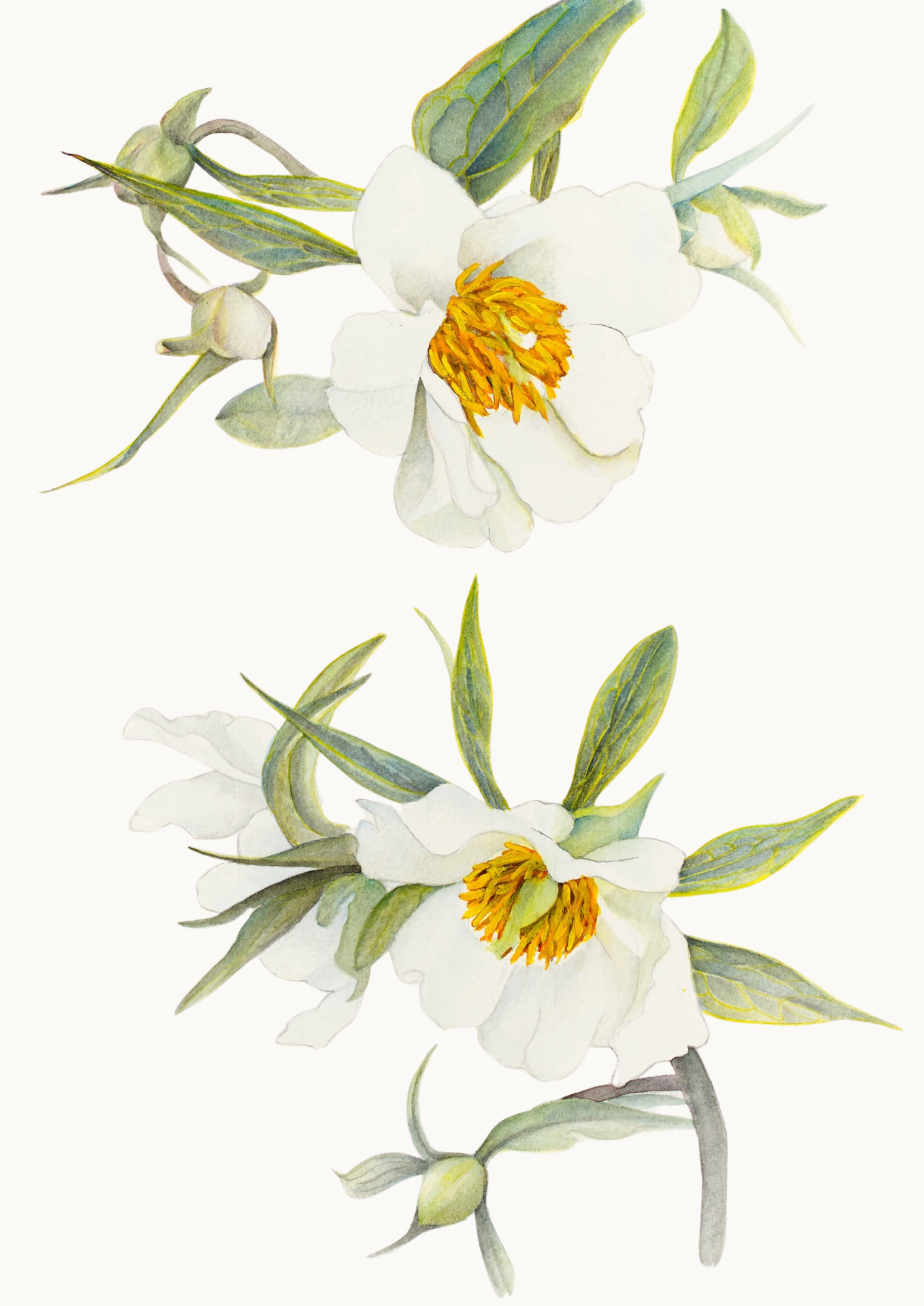 A botanical study of Paeonia 'Early Windflower', celebrating the delicate anemone-form blooms and graceful beauty of this early-flowering herbaceous peony.