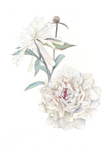 A botanical study of Paeonia lactiflora 'Festiva Maxima', capturing the timeless elegance of one of the world's most celebrated white herbaceous peonies.