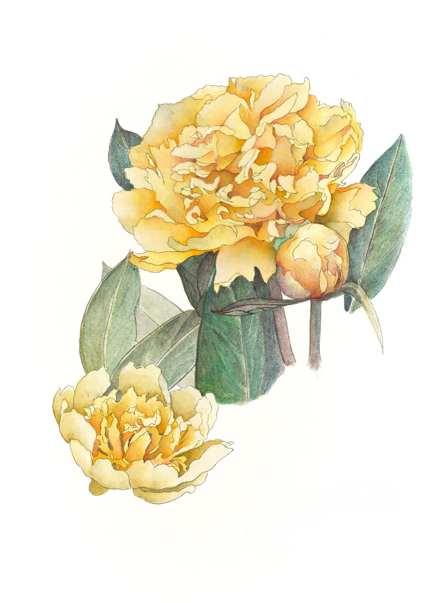 A botanical study of Paeonia 'Goldilocks', celebrating the luminous yellow flowers and refined elegance of this exceptional intersectional peony.