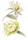 A botanical study of Paeonia 'Green Lotus', celebrating the rare green-flushed flowers and refined beauty of this historic Chinese tree peony.