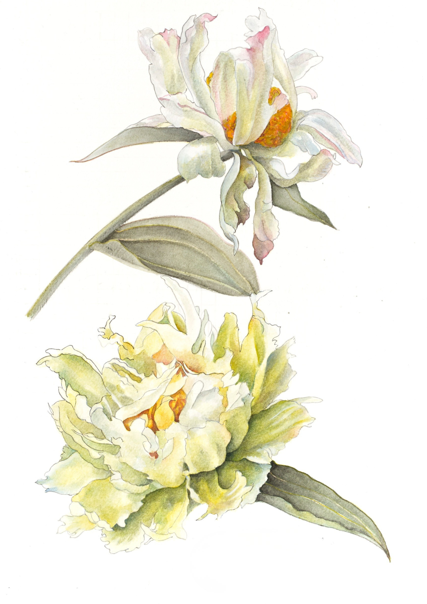 A botanical study of Paeonia 'Green Lotus', celebrating the rare green-flushed flowers and refined beauty of this historic Chinese tree peony.