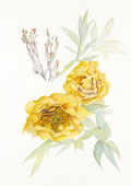 A botanical study of Paeonia 'High Noon', capturing the radiant golden blooms and timeless elegance of this celebrated tree peony.