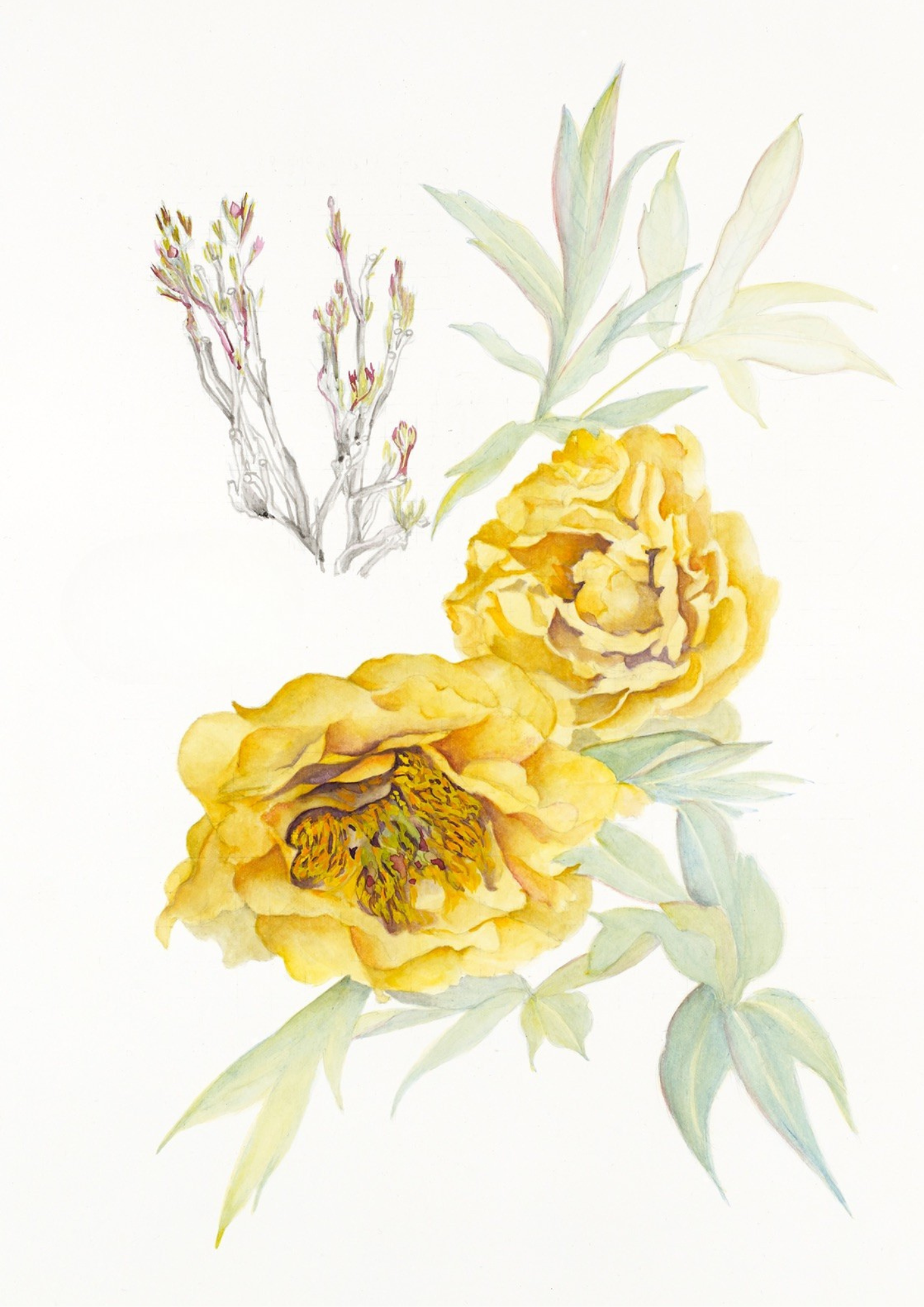 A botanical study of Paeonia 'High Noon', capturing the radiant golden blooms and timeless elegance of this celebrated tree peony.