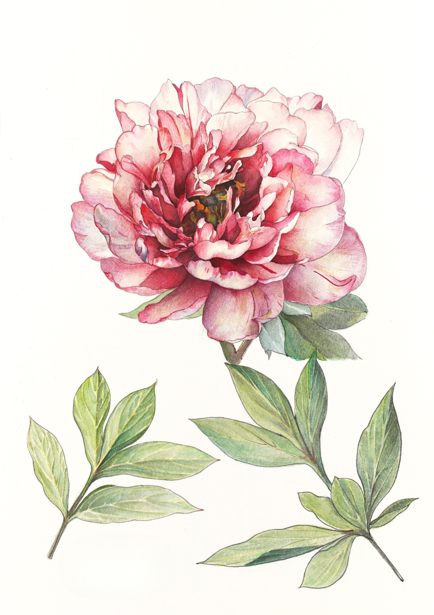 A botanical study of Paeonia 'Hillary', celebrating the remarkable colour transformation and elegant beauty of this award-winning intersectional peony.