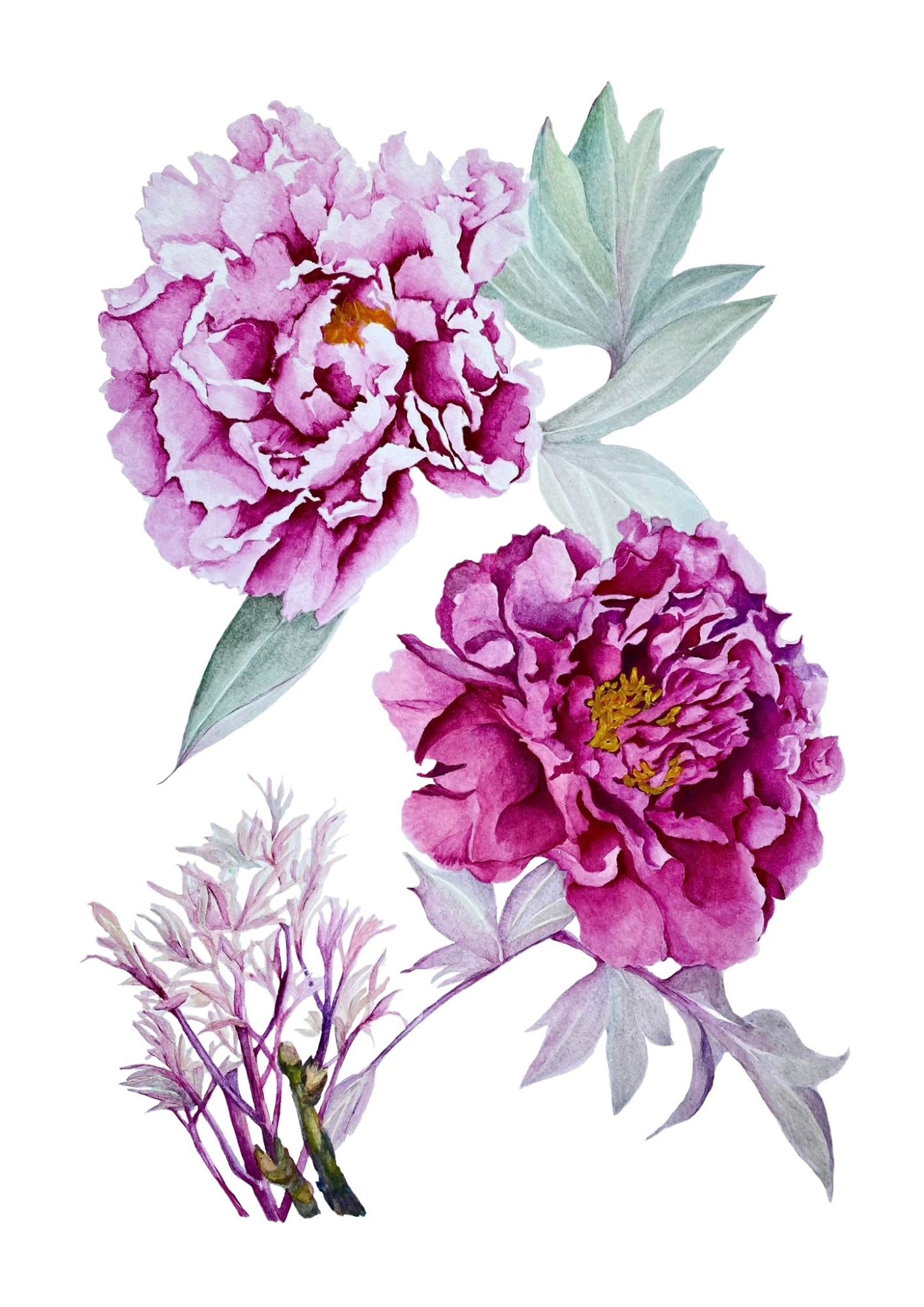 A botanical study of Paeonia 'Kamada Nishiki', celebrating the majestic purple blooms and refined beauty of this distinguished Japanese tree peony.