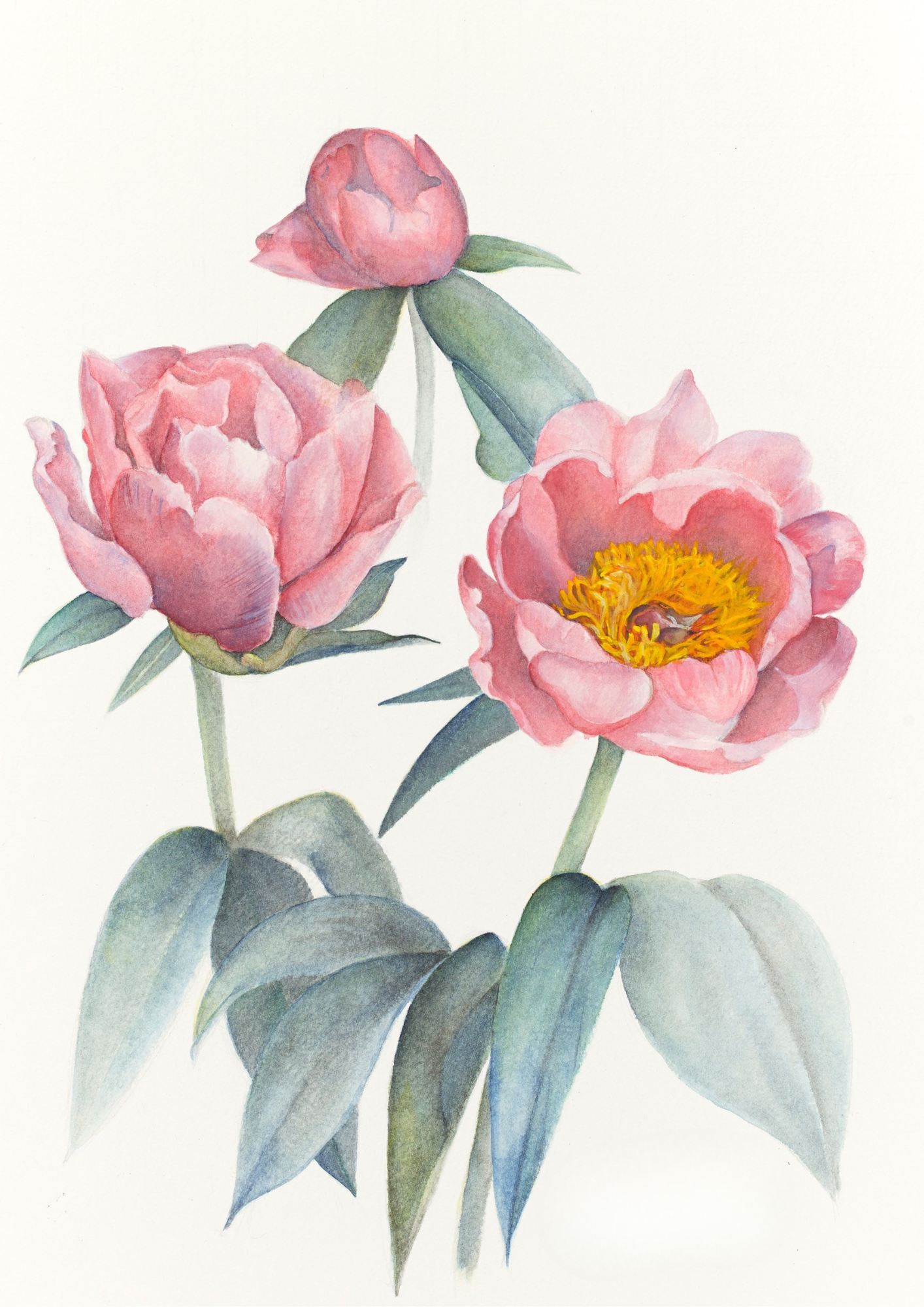 A botanical study of Paeonia 'Lovely Rose', celebrating the refined rose-form flowers and graceful beauty of this modern Chinese herbaceous peony.