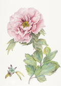 A botanical study of a traditional Chinese tree peony, celebrating the graceful form, shell pink petals and enduring beauty of one of China's most treasured ornamental flowers.