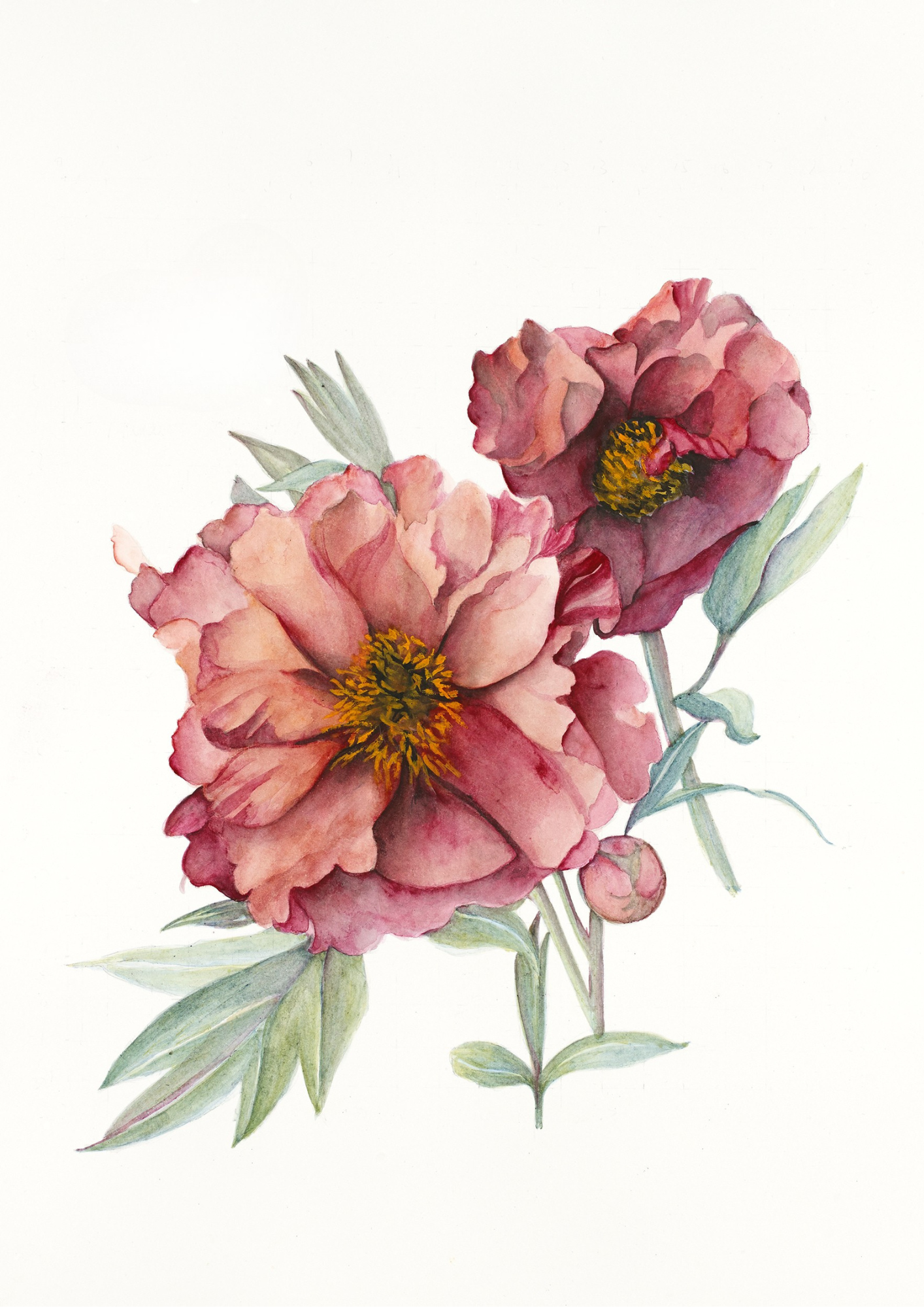 A botanical study of Paeonia 'Madame Louis Henry', celebrating the refined single blooms and luminous blend of apricot, rose and cream of this historic tree peony.