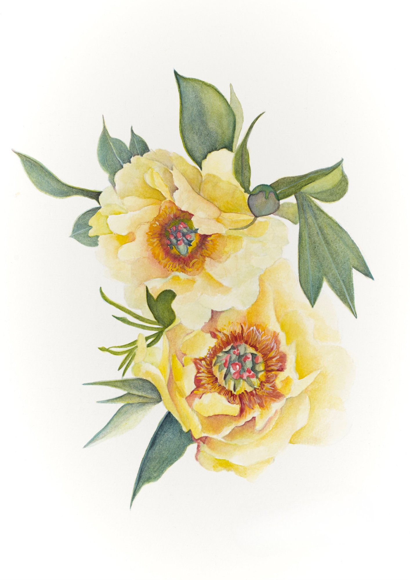 A botanical study of Paeonia 'Garden Treasure', celebrating the luminous yellow flowers and graceful beauty of this celebrated intersectional peony.