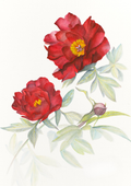 A botanical study of Paeonia 'Sonoma Velvet Ruby', celebrating the rich ruby-red flowers and refined beauty of this distinguished intersectional peony.