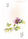 A refined floral portrait painted with ink and pigments on rice paper, celebrating the graceful form and quiet elegance of a single lavender peony.