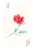 A traditional Chinese Gongbi painting of a single red peony flower with blue-green leaves on a white background, featuring black calligraphy seals and inscriptions.