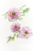 A botanical study of Paeonia 'Rou Fu Rong', celebrating the soft pink flowers, layered chrysanthemum-like form and enduring beauty of this traditional Chinese tree peony.