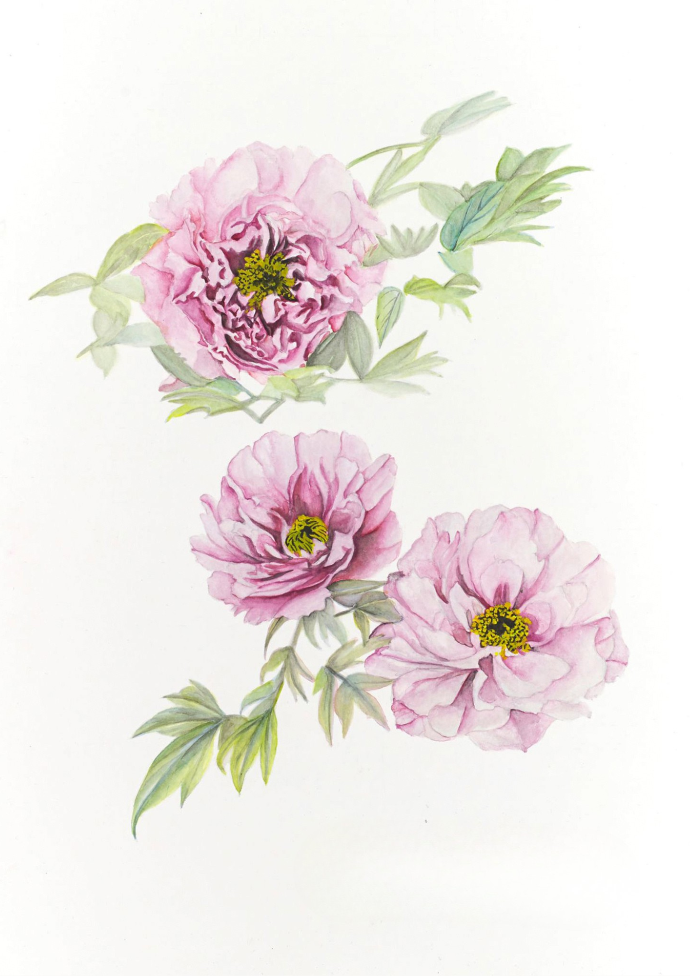 A botanical study of Paeonia 'Rou Fu Rong', celebrating the soft pink flowers, layered chrysanthemum-like form and enduring beauty of this traditional Chinese tree peony.