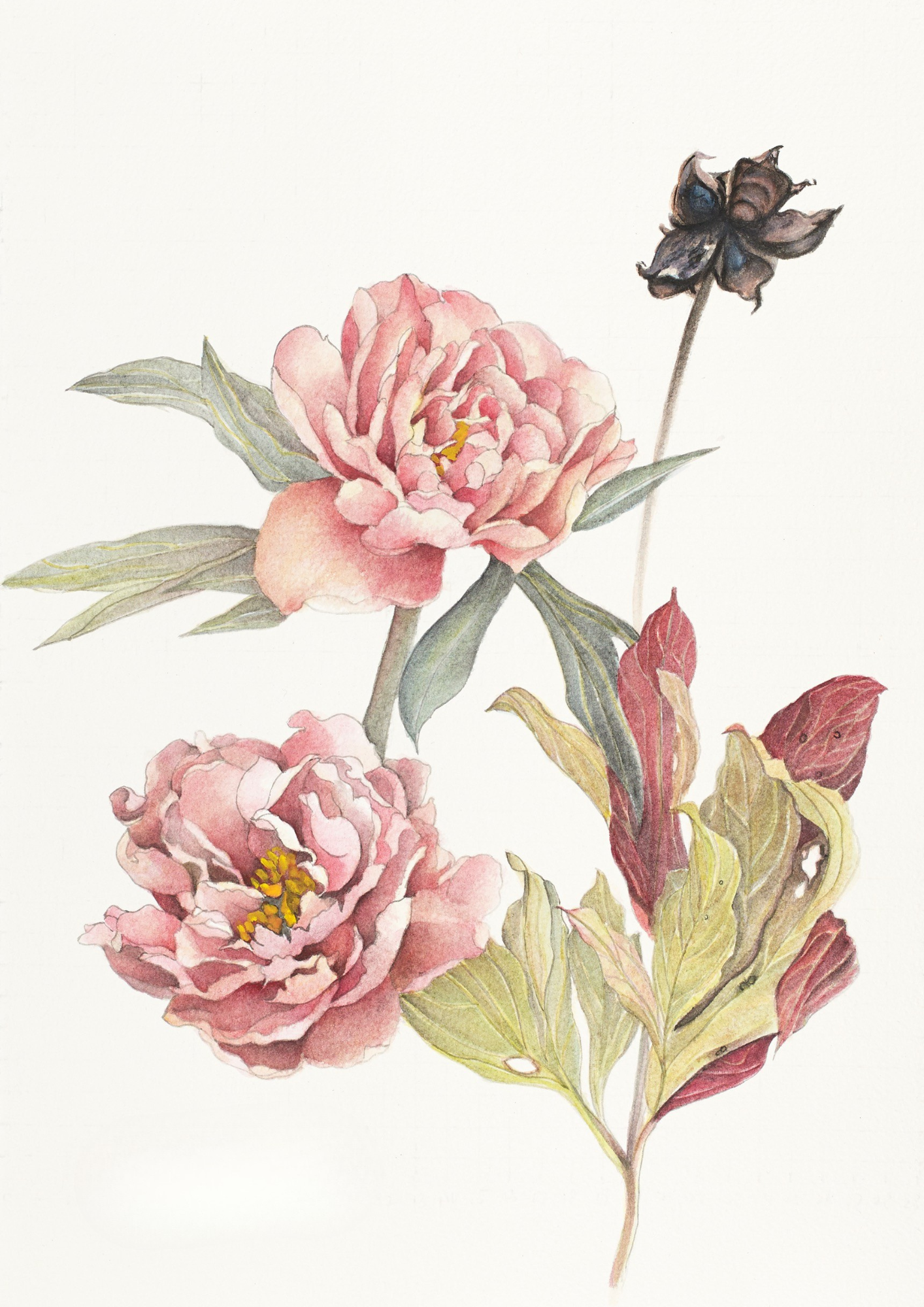 A botanical study of Paeonia 'Singing in the Rain', celebrating the elegant form and luminous colour transformation of this exceptional intersectional peony.