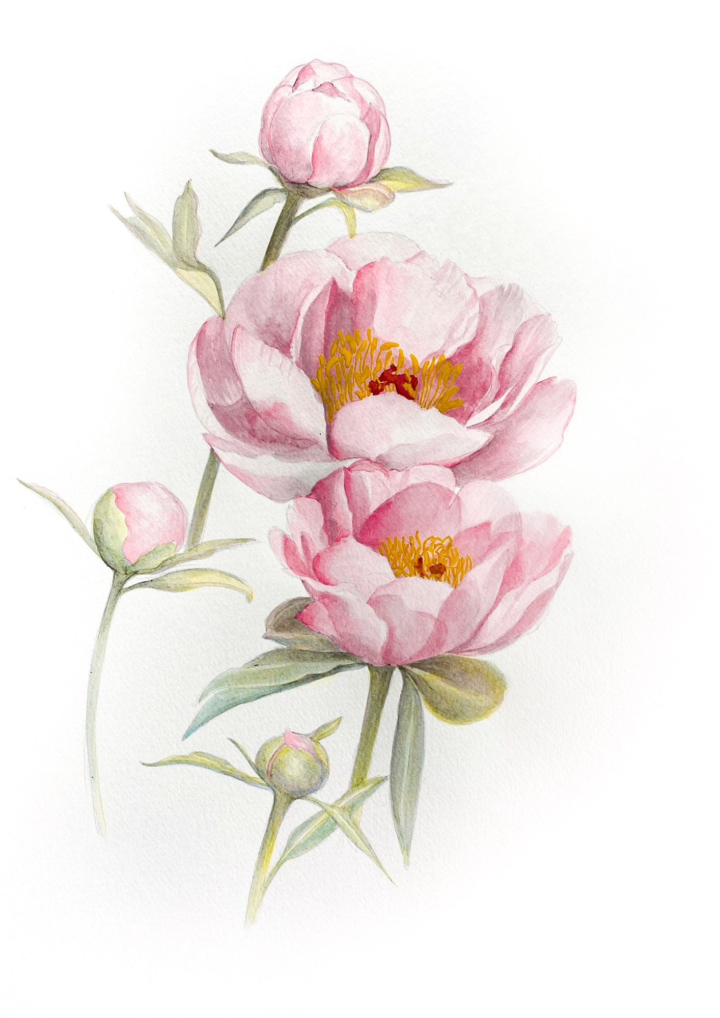 A botanical study of Paeonia 'Soft Salmon Saucer', capturing the graceful symmetry and delicate salmon-pink colouring of this elegant herbaceous peony.